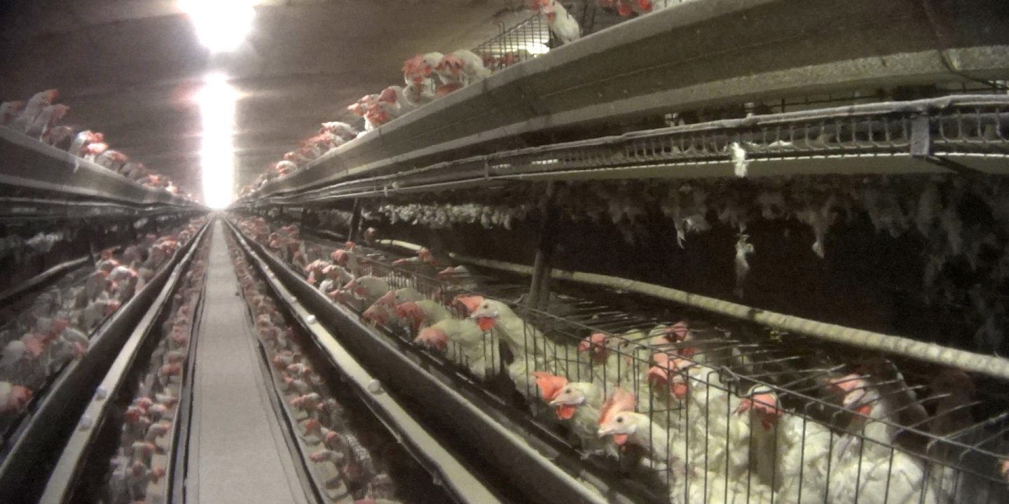 industrial chicken farm