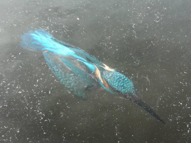 kingfisher froze