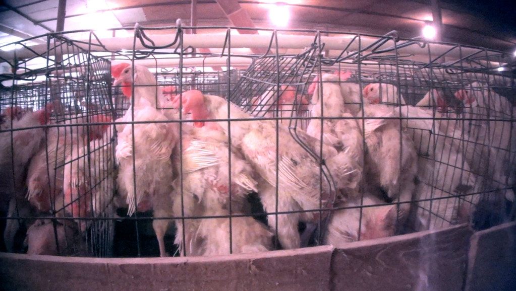 industrial chicken farming