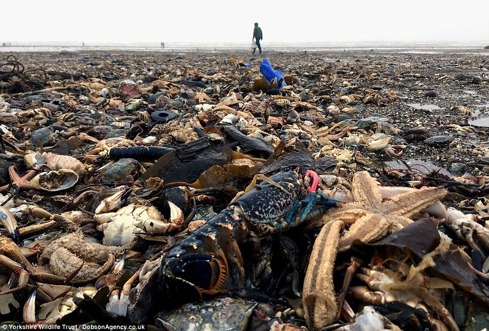 Big tides and Storm Emma's gale force winds are believed to have caused the huge dump of sea creatures in East Yorkshire