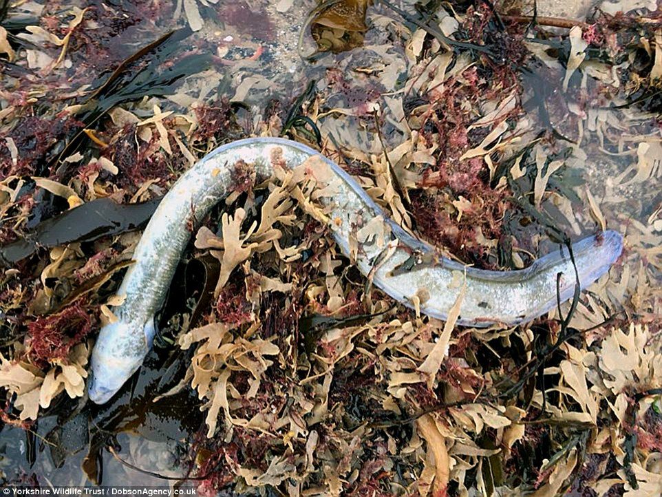 Click to enlarge Velvet crabs, lobsters, whelks, scallops, razorfish, Dover soles, cod, ling, wrasse and sand eels all washed up on the shore