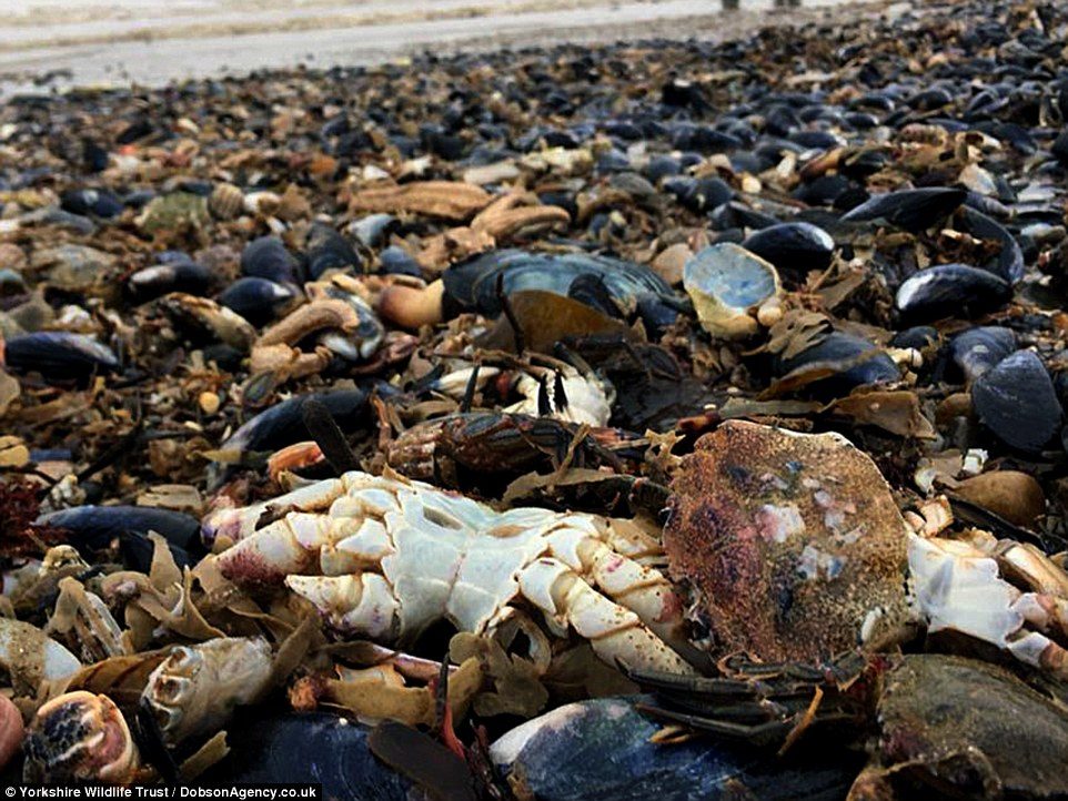 Click to enlarge One fisherman said he was hopeful the amount of sealife seen on the beach was a reflection of healthy stocks