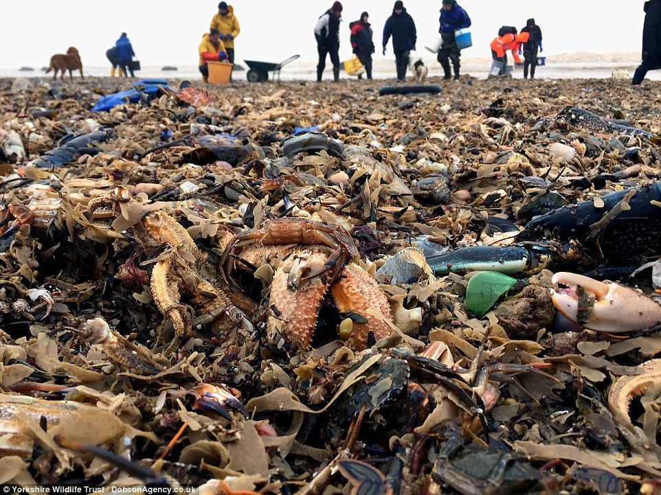 Click to enlarge The skipper of a shellfishing boat said there were 'hundreds of thousands of lobsters' and 'millions of mussels'