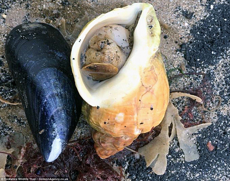 Click to enlarge Yorkshire Wildlife Trust found 'devastating scenes' on the Holderness coast in East Yorkshire after marine life was washed up