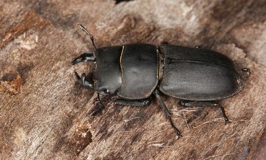 The lesser stag beetle’s larvae develop in decaying wood.