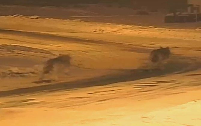 Wolves caught by a security camera in Lääne County.