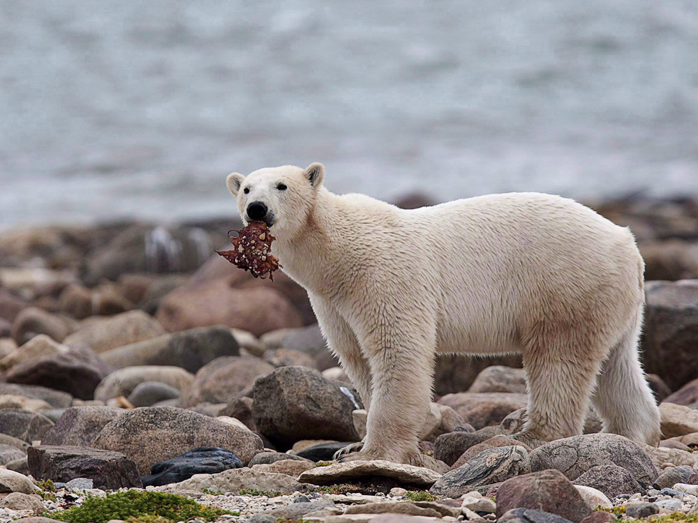 polar bear