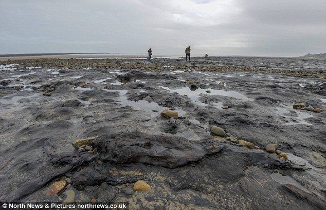 The 'petrified' woodland in Redcar, Cleveland, dates back 7,000 years and is very rarely visible