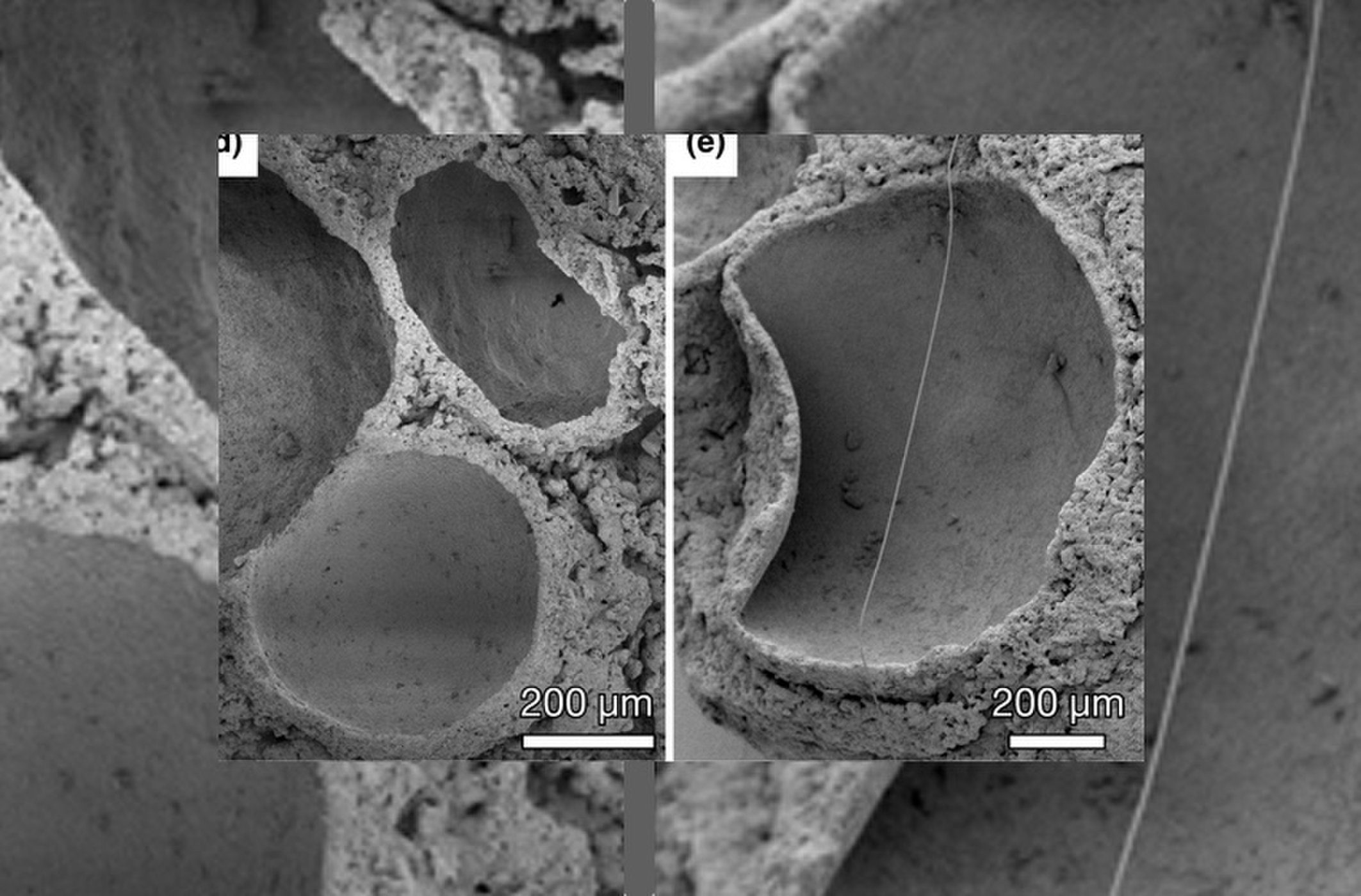 Click to enlarge ancient air fossils