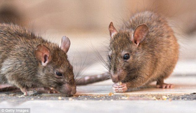 Click to enlarge deer mice