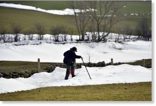 A farmer search snow drifts in fields between Renwick and Kirkoswald looking for buried sheep