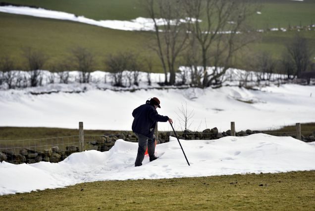 A farmer search snow drifts in fields between Renwick and Kirkoswald looking for buried sheep