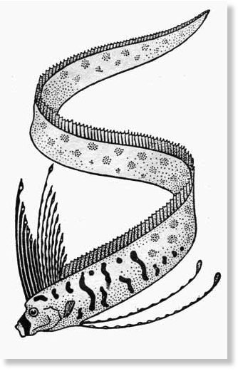 Click to enlarge Diagram: Silvery oarfish (Regalecus glesne). Reproduced with permission of the Auckland Museum.