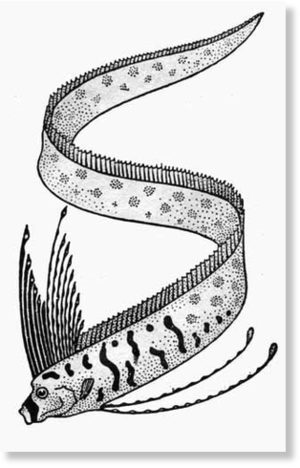 Diagram: Silvery oarfish (Regalecus glesne). Reproduced with permission of the Auckland Museum.