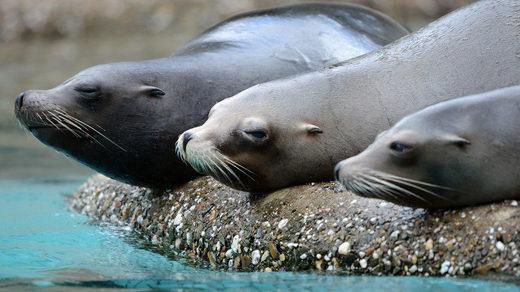 Sea lions