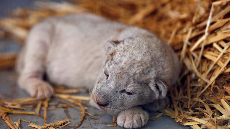 Baby animal