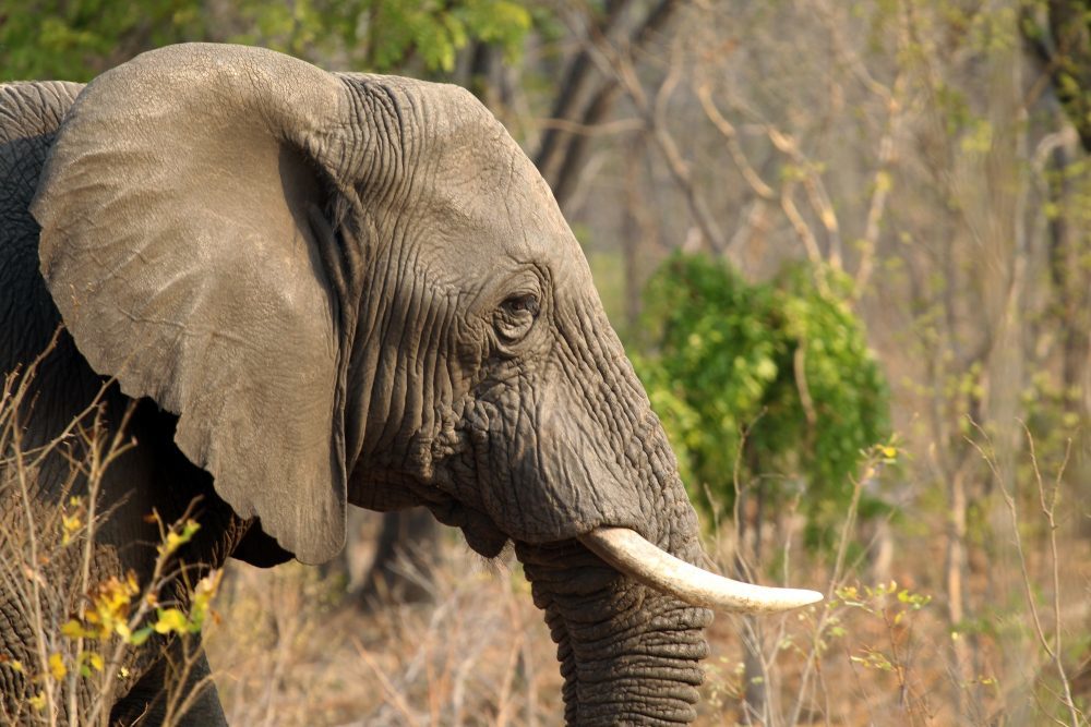 elephant trophy ivory