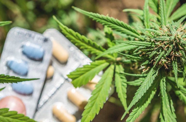Cannabis