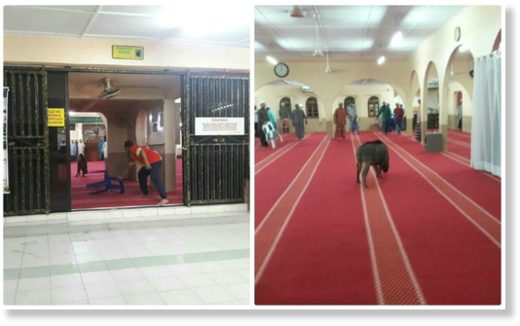 The animal was earlier spotted chasing some children outside the mosque before it ran inside and charged at the man.