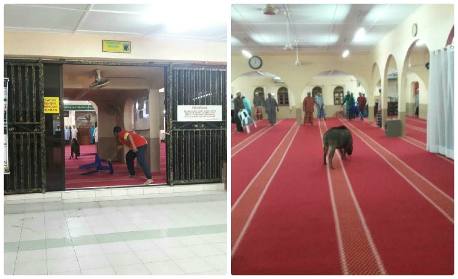 The animal was earlier spotted chasing some children outside the mosque before it ran inside and charged at the man.