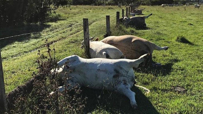 The cows were discovered two days after a storm swept through Beaudesert.
