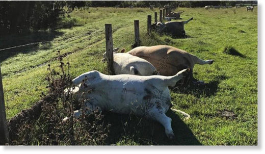 The cows were discovered two days after a storm swept through Beaudesert.