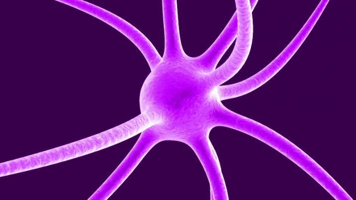 Neuron