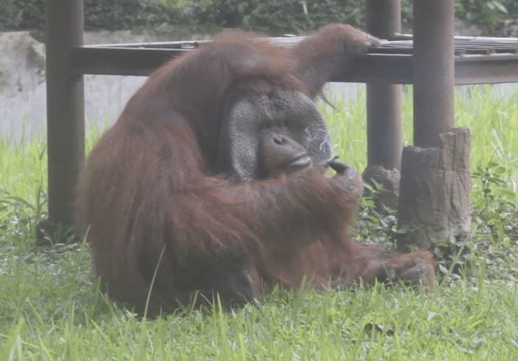 Smoking orangutan at Indonesia zoo