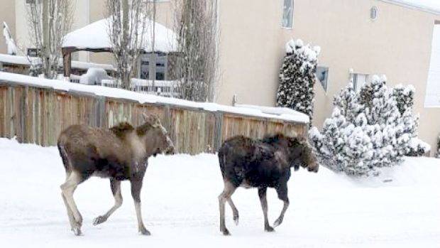 moose in calgary