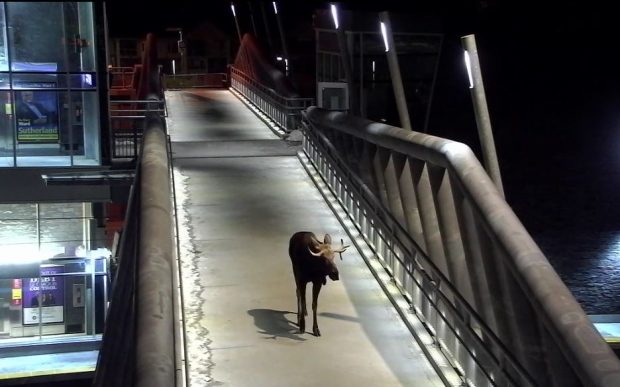 moose calgary bridge