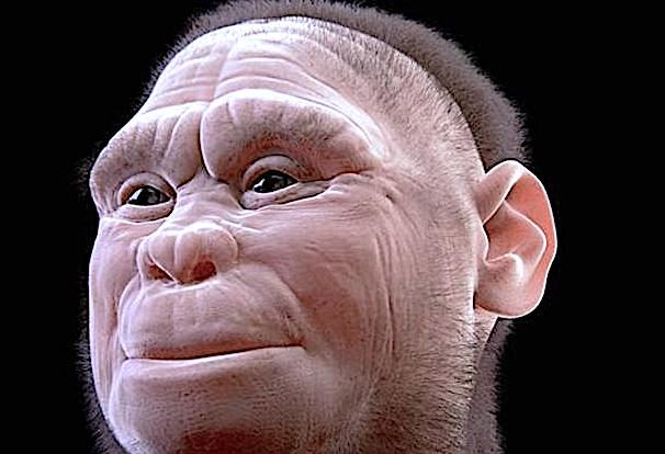 Female Homo-floresiensis