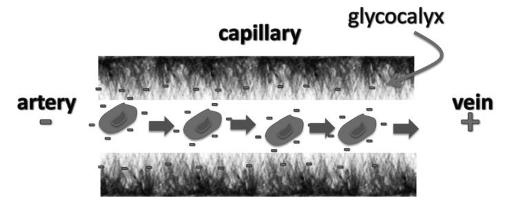 Click to enlarge glycocalyx