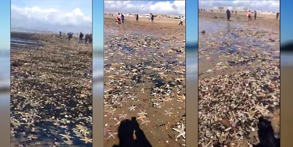 Click to enlarge Stills from video by Juana Salas