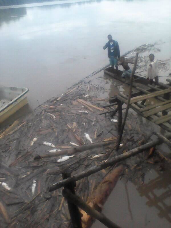 dead fish