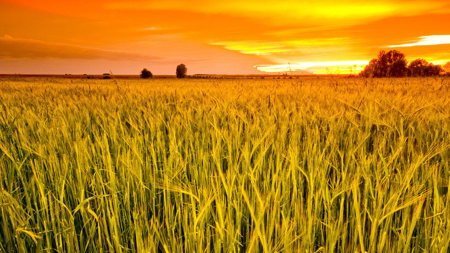 russian grain production