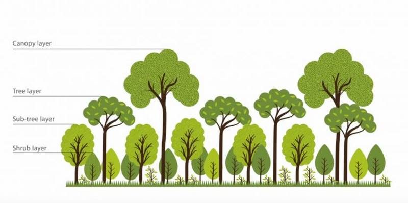 canopy guide forest