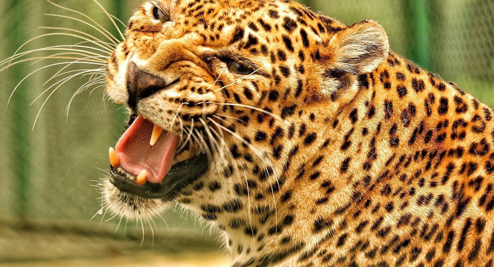Click to enlarge Leopard