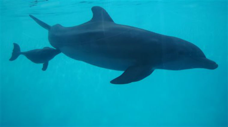 Click to enlarge Most of the dead dolphins varied in size and weight and were in a highly decomposed state. (Representational)