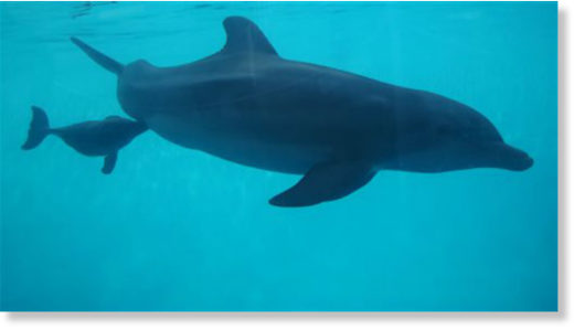 Click to enlarge Most of the dead dolphins varied in size and weight and were in a highly decomposed state. (Representational)