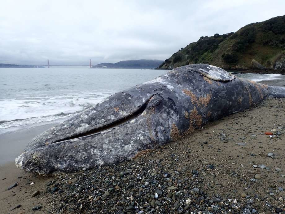 Click to enlarge dead whale