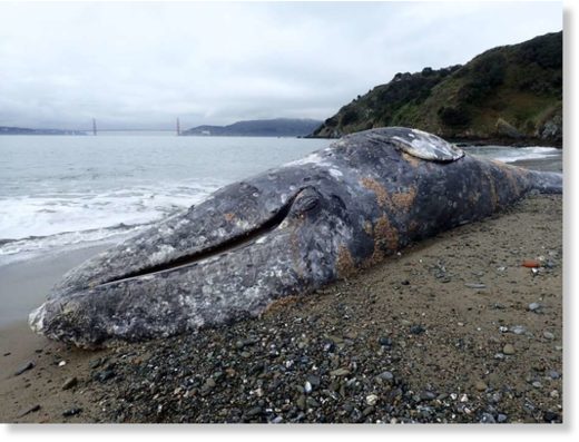 dead whale