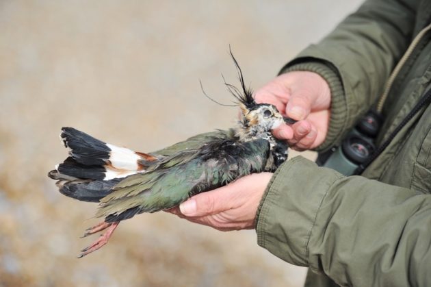 Click to enlarge Steve Piotrowski with a lapwing that has died in the extreme weather and been washed up on Thorpeness beach.