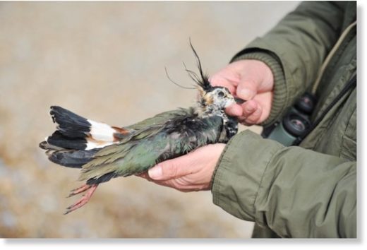 Click to enlarge Steve Piotrowski with a lapwing that has died in the extreme weather and been washed up on Thorpeness beach.
