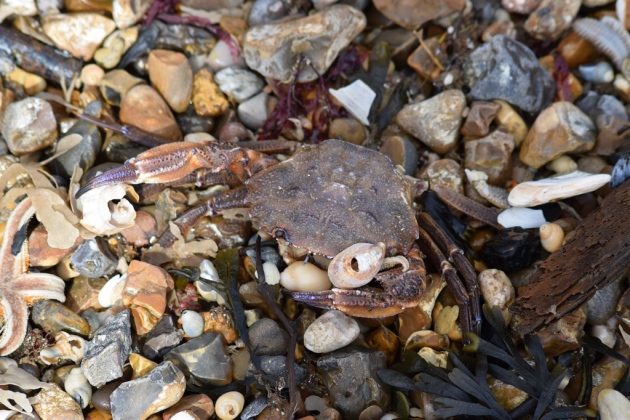 Click to enlarge Experts say benthic species - including starfish, crabs and lobsters - were killed in plunging sea temperatures.
