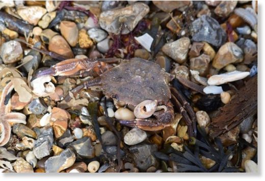 Experts say benthic species - including starfish, crabs and lobsters - were killed in plunging sea temperatures.