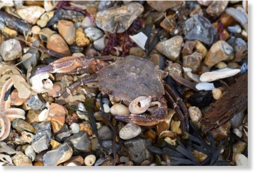 Click to enlarge Experts say benthic species - including starfish, crabs and lobsters - were killed in plunging sea temperatures.