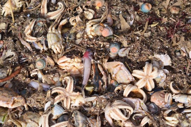 Tens of thousands of creatures have washed up dead.