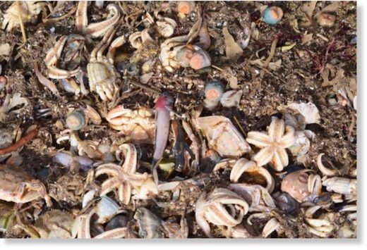 Tens of thousands of creatures have washed up dead.