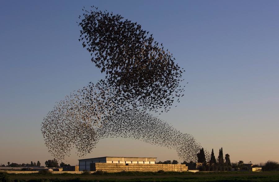 Starlings