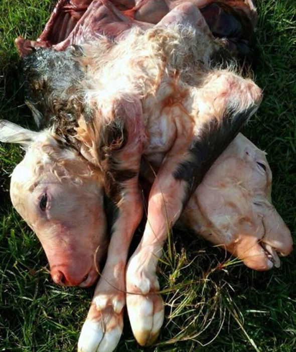 Click to enlarge mutant calf